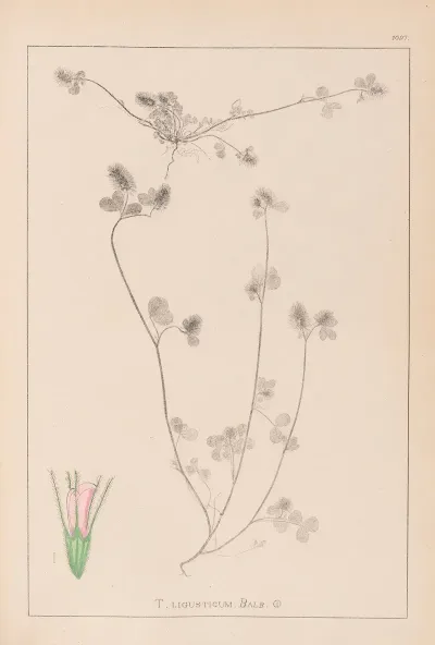 Herbier De La Flore Francaise Pl 0333