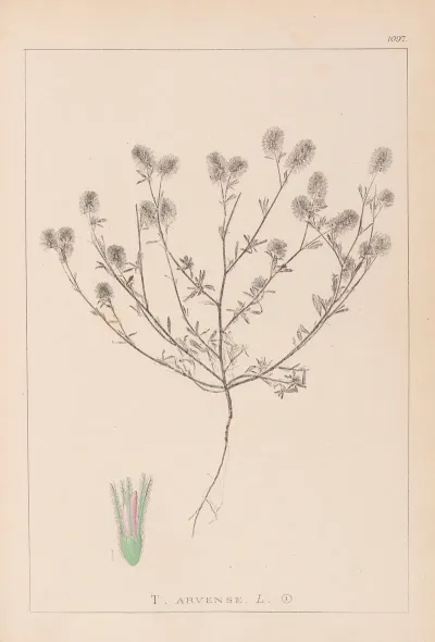 Herbier De La Flore Francaise Pl 0334