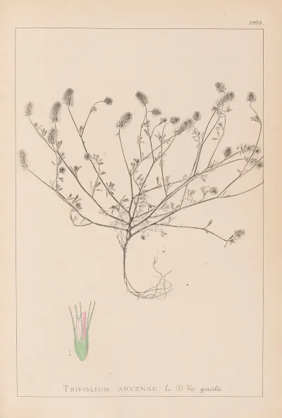 Herbier De La Flore Francaise Pl 0335