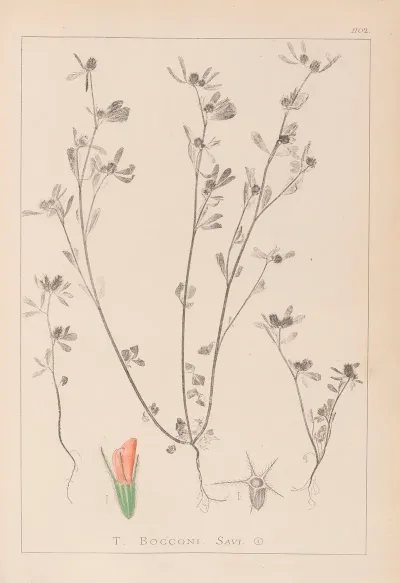 Herbier De La Flore Francaise Pl 0338