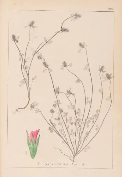 Herbier De La Flore Francaise Pl 0339