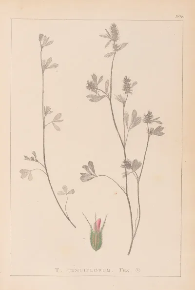 Herbier De La Flore Francaise Pl 0340