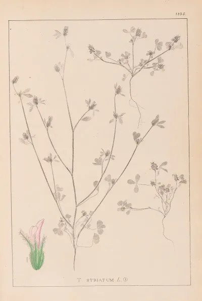 Herbier De La Flore Francaise Pl 0341