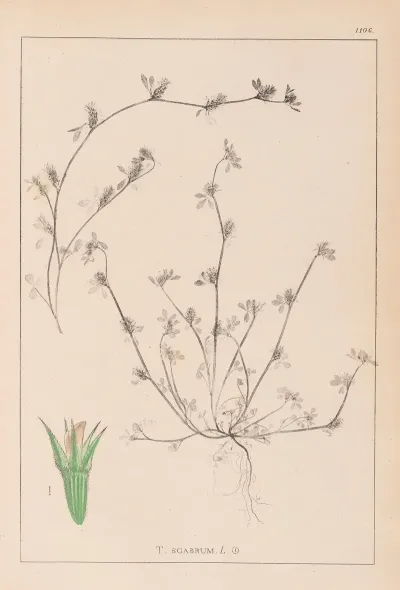 Herbier De La Flore Francaise Pl 0342