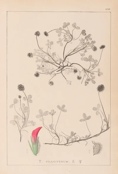 Herbier De La Flore Francaise Pl 0344