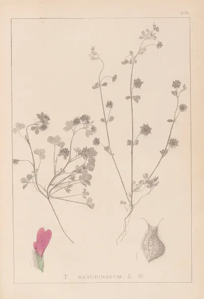 Herbier De La Flore Francaise Pl 0345