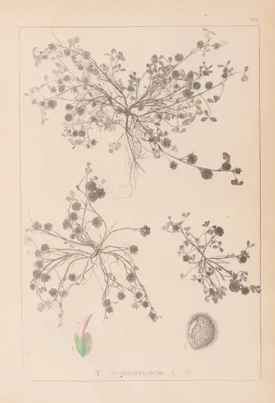 Herbier De La Flore Francaise Pl 0346