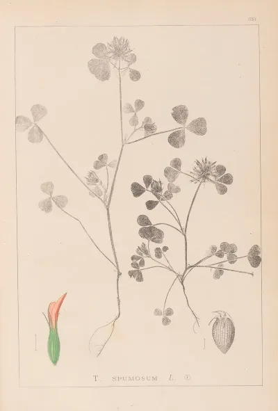Herbier De La Flore Francaise Pl 0348