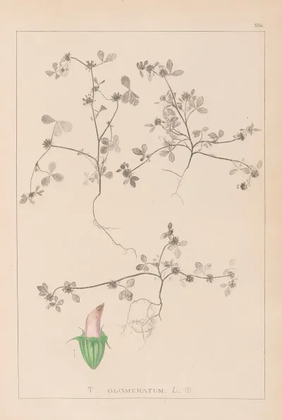 Herbier De La Flore Francaise Pl 0349