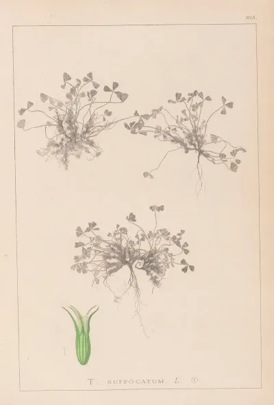 Herbier De La Flore Francaise Pl 0350