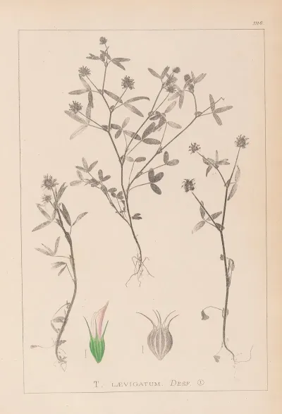 Herbier De La Flore Francaise Pl 0351
