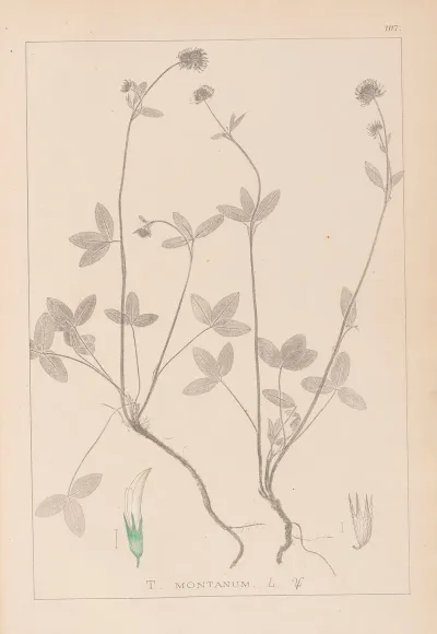 Herbier De La Flore Francaise Pl 0352