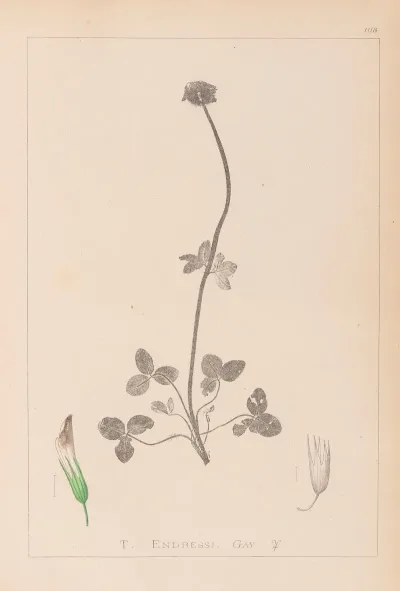Herbier De La Flore Francaise Pl 0353