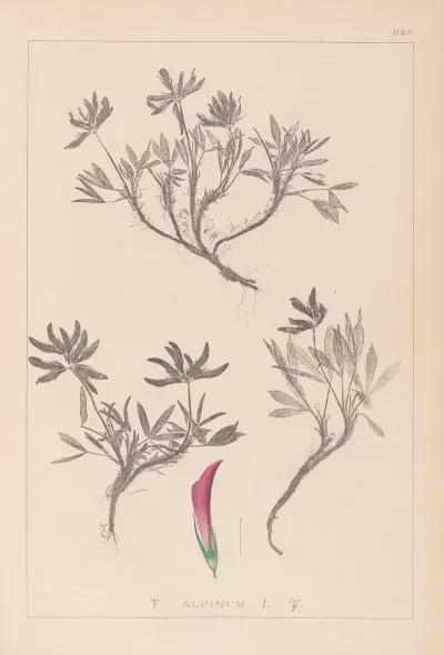 Herbier De La Flore Francaise Pl 0355
