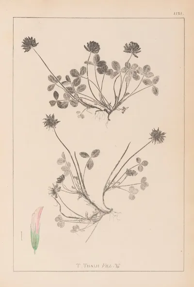 Herbier De La Flore Francaise Pl 0356