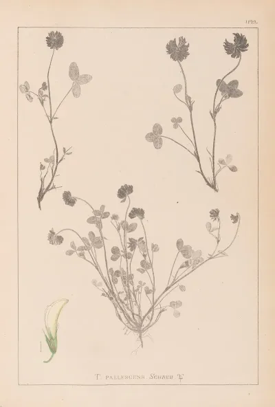 Herbier De La Flore Francaise Pl 0357