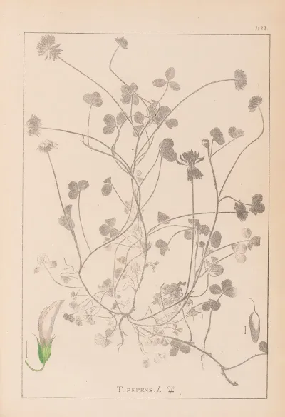 Herbier De La Flore Francaise Pl 0358