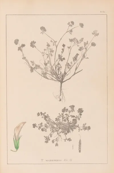 Herbier De La Flore Francaise Pl 0359