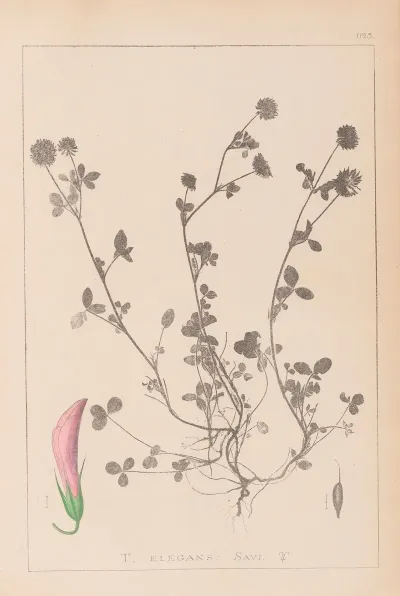 Herbier De La Flore Francaise Pl 0360