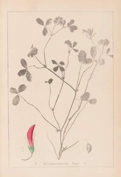 Herbier De La Flore Francaise Pl 0361