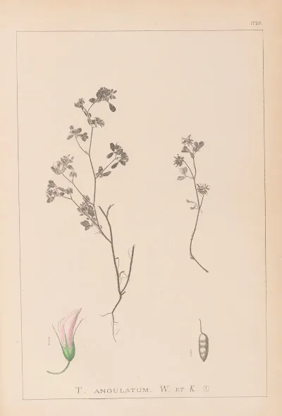 Herbier De La Flore Francaise Pl 0362