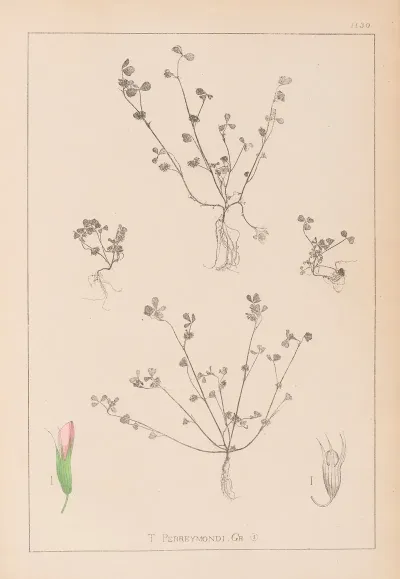 Herbier De La Flore Francaise Pl 0364