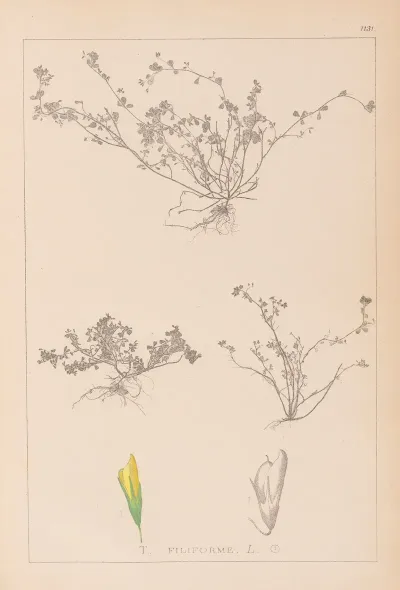 Herbier De La Flore Francaise Pl 0365