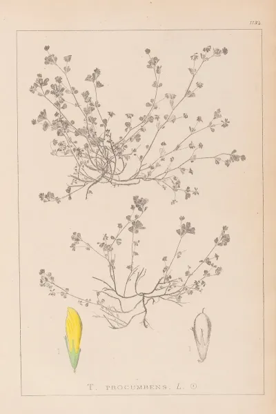 Herbier De La Flore Francaise Pl 0366
