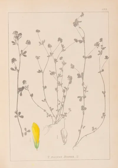 Herbier De La Flore Francaise Pl 0367