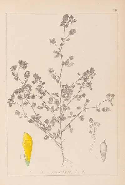 Herbier De La Flore Francaise Pl 0368