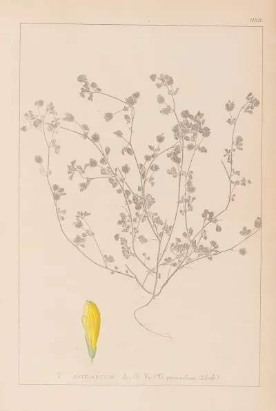 Herbier De La Flore Francaise Pl 0369