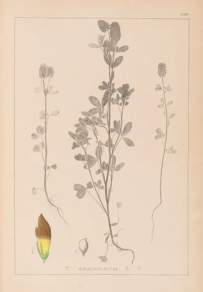 Herbier De La Flore Francaise Pl 0372