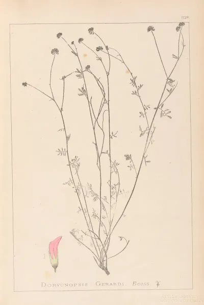 Herbier De La Flore Francaise Pl 0373