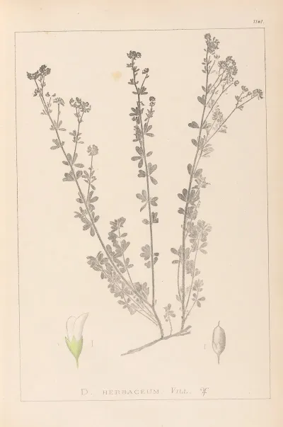 Herbier De La Flore Francaise Pl 0375