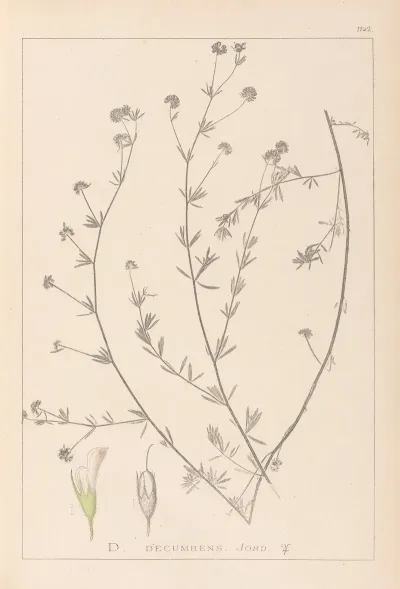 Herbier De La Flore Francaise Pl 0376
