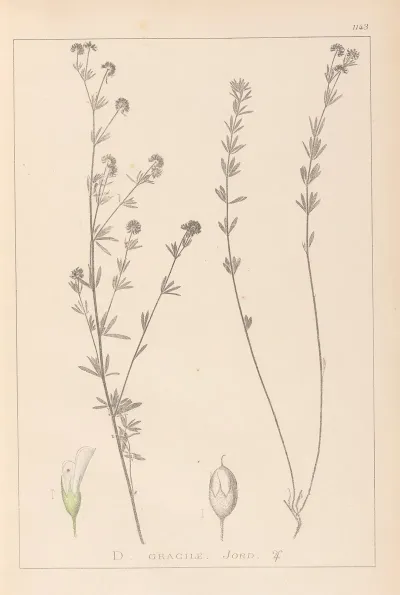 Herbier De La Flore Francaise Pl 0377