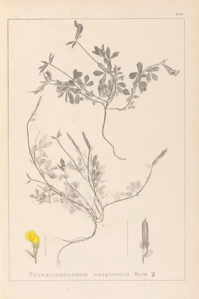 Herbier De La Flore Francaise Pl 0378