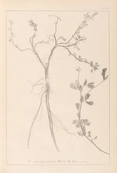 Herbier De La Flore Francaise Pl 0379