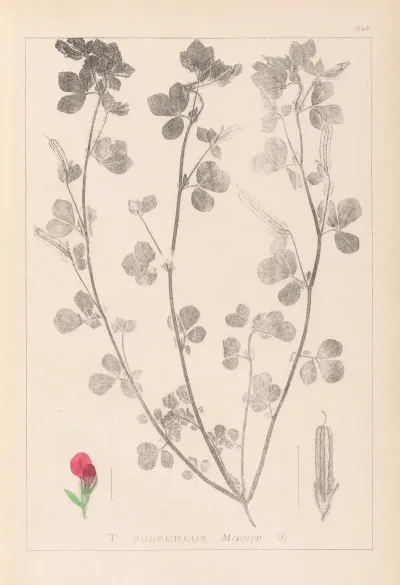 Herbier De La Flore Francaise Pl 0380