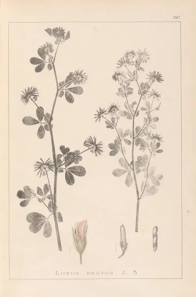 Herbier De La Flore Francaise Pl 0381