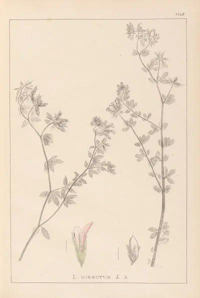 Herbier De La Flore Francaise Pl 0382