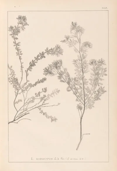 Herbier De La Flore Francaise Pl 0383