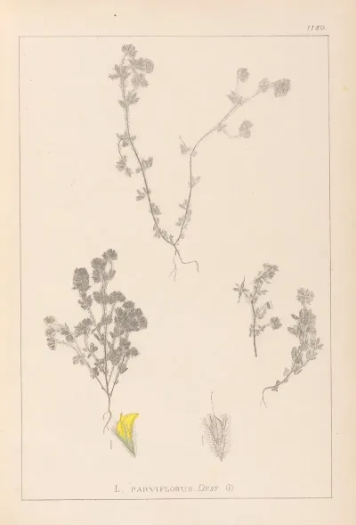 Herbier De La Flore Francaise Pl 0384