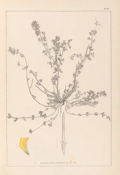 Herbier De La Flore Francaise Pl 0385