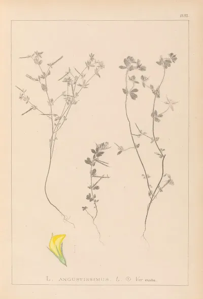 Herbier De La Flore Francaise Pl 0386