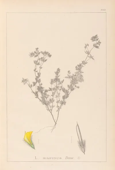 Herbier De La Flore Francaise Pl 0387