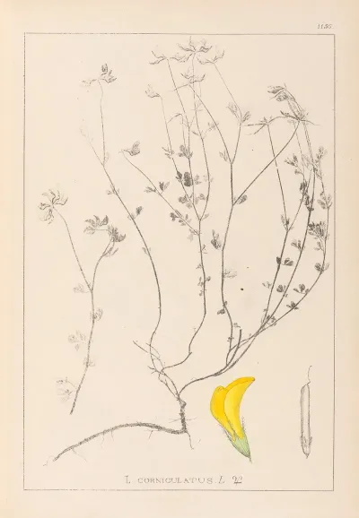 Herbier De La Flore Francaise Pl 0390