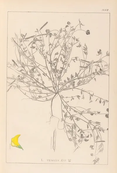 Herbier De La Flore Francaise Pl 0392
