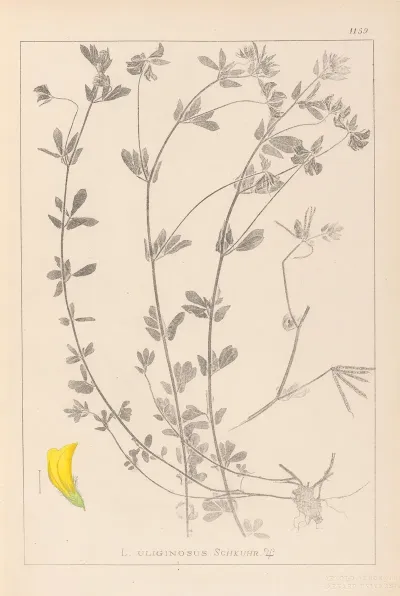 Herbier De La Flore Francaise Pl 0393