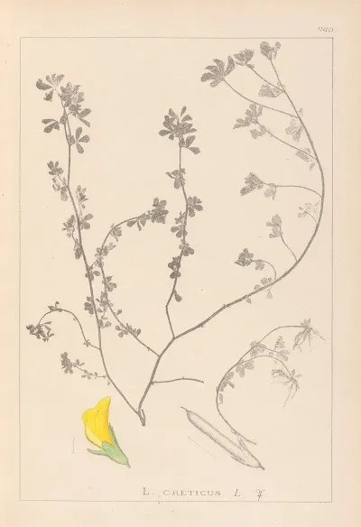Herbier De La Flore Francaise Pl 0394